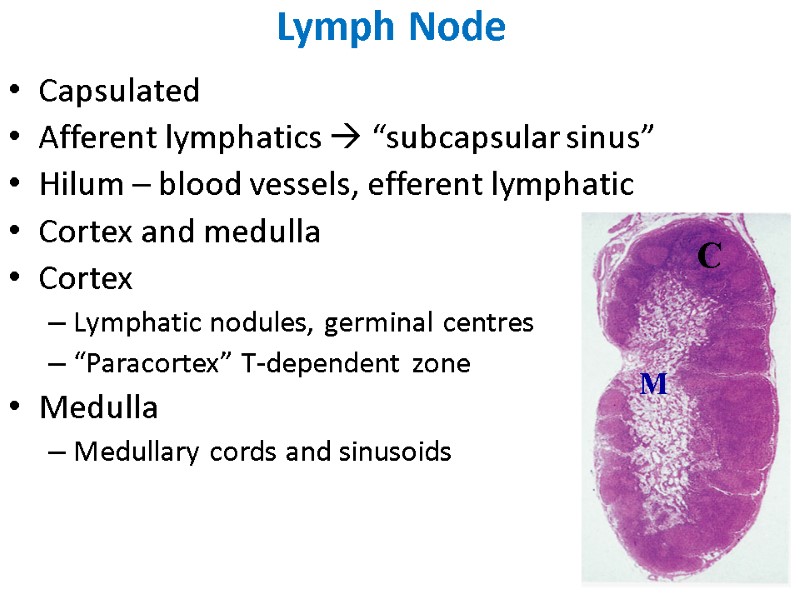 Capsulated Afferent lymphatics  “subcapsular sinus” Hilum – blood vessels, efferent lymphatic Cortex and